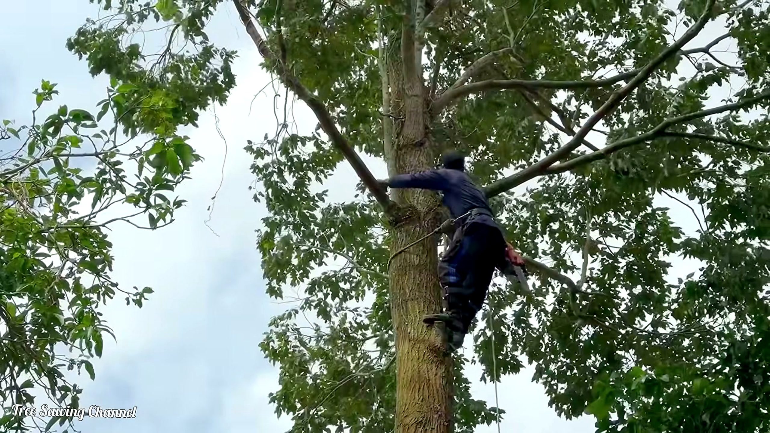 hopea tree - initial source staging and logging environment