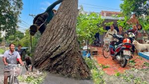 hopea tree - YouTube original thumbnail