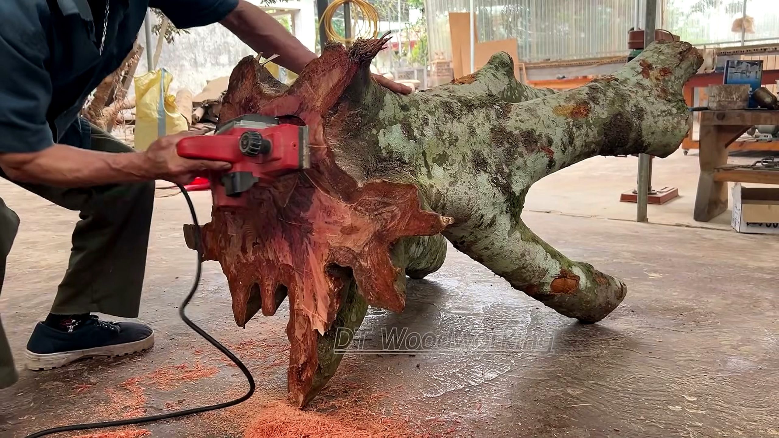 large tree stump - the source video context before the main process is judged