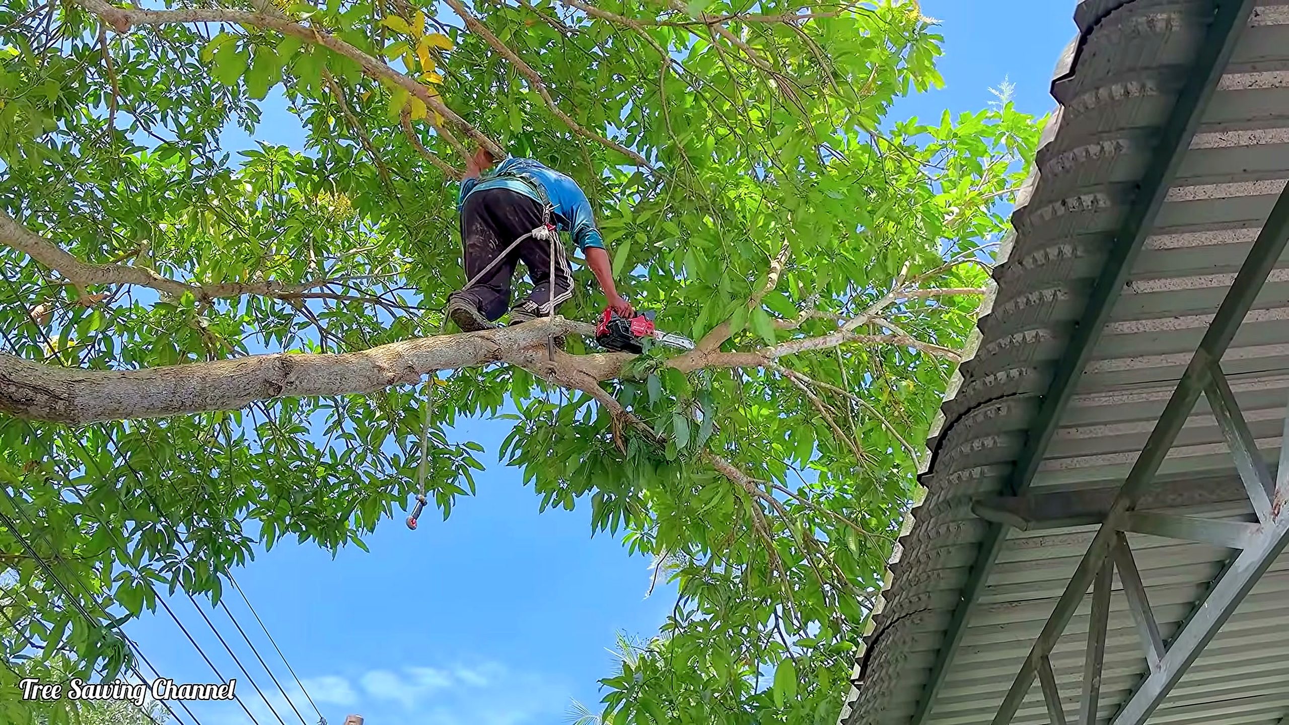 mango tree - a detail-check moment that helps readers inspect the process