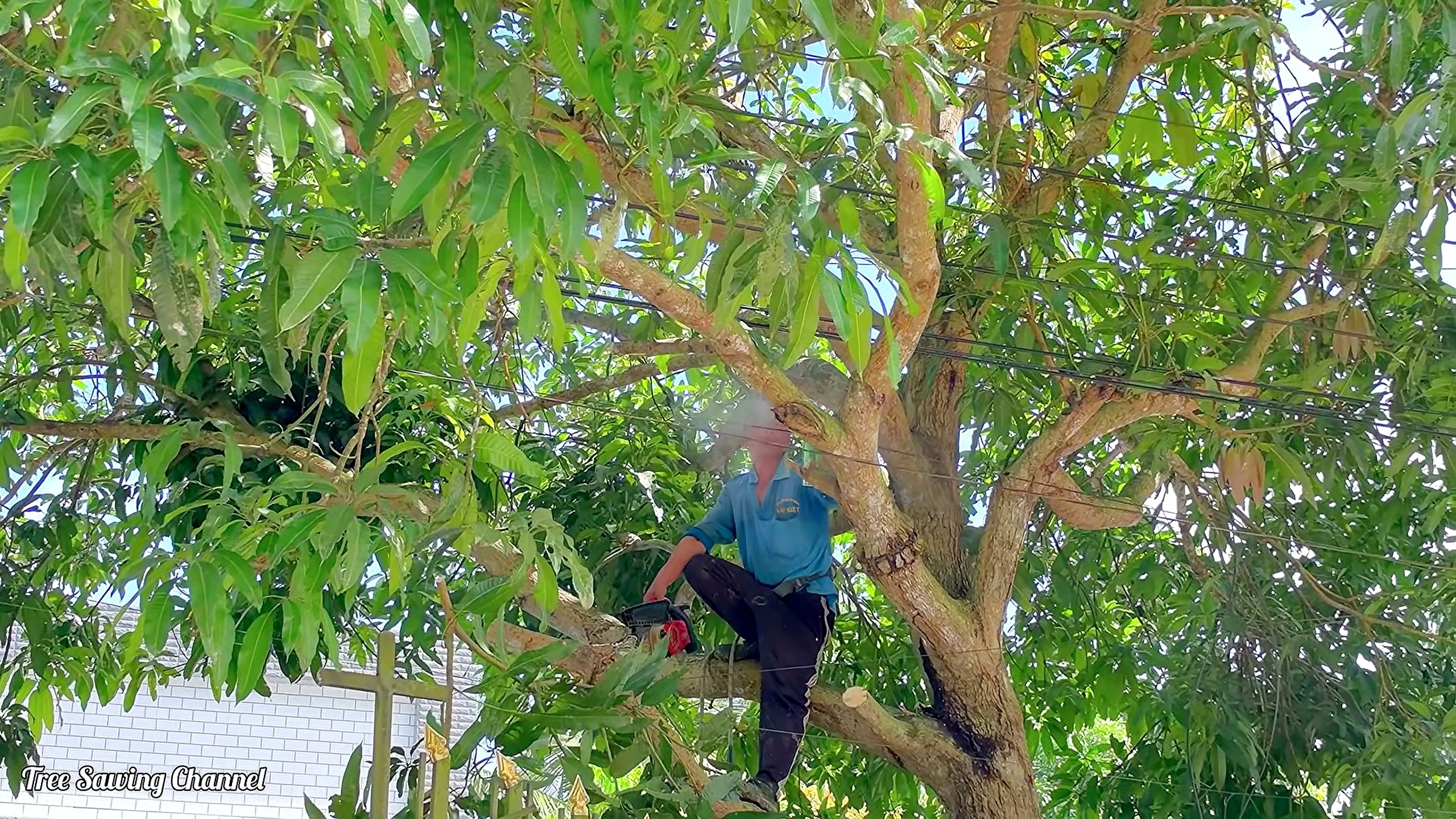 mango tree - the main work stage that carries the video's practical lesson