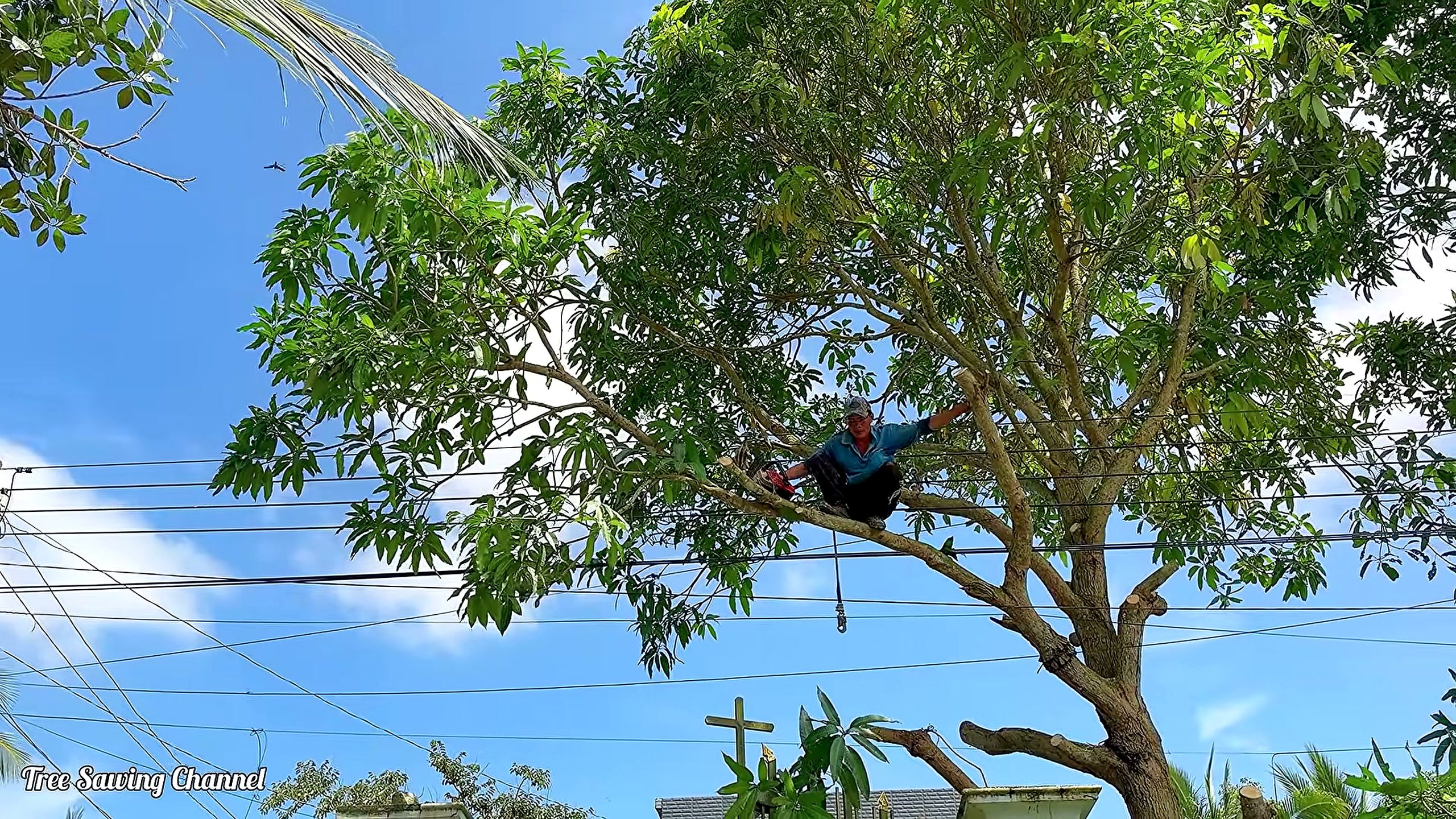 mango tree - the later review stage where the result can be evaluated