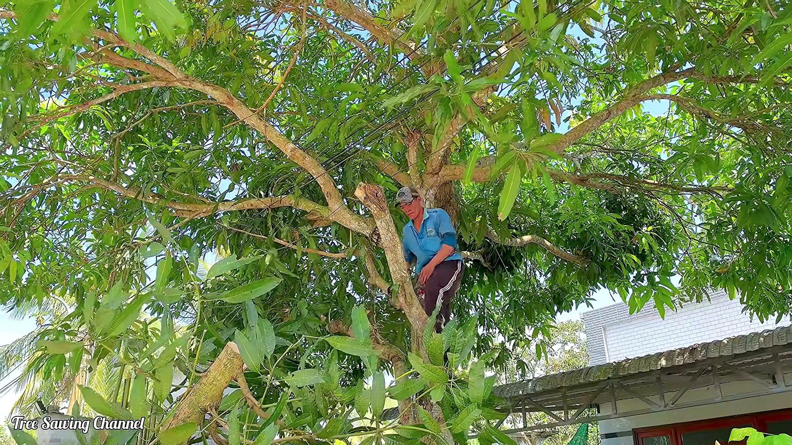 mango tree - the setup or early workflow visible in the source video