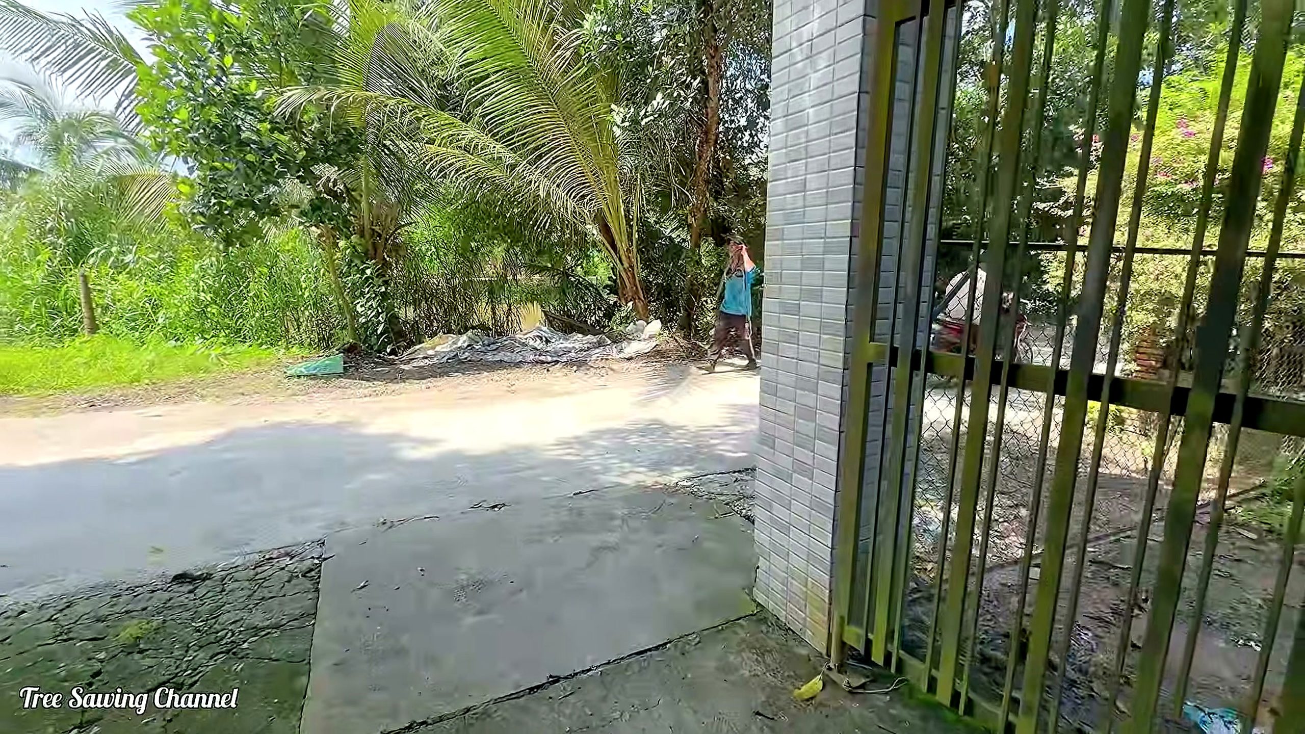 mango tree - the source video context before the main process is judged