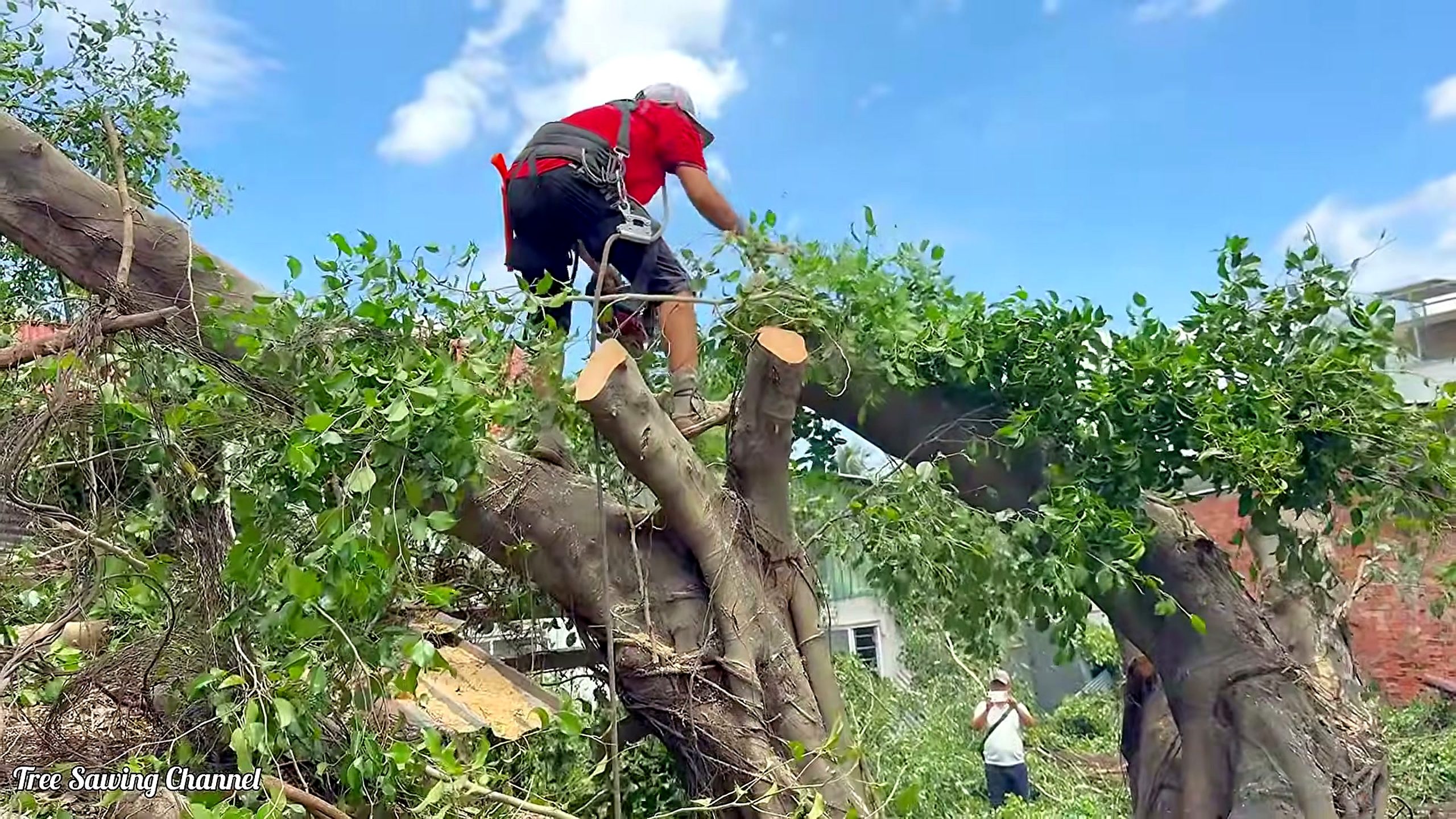 over 100 people flee panic tree - the main work stage that carries the video's practical lesson