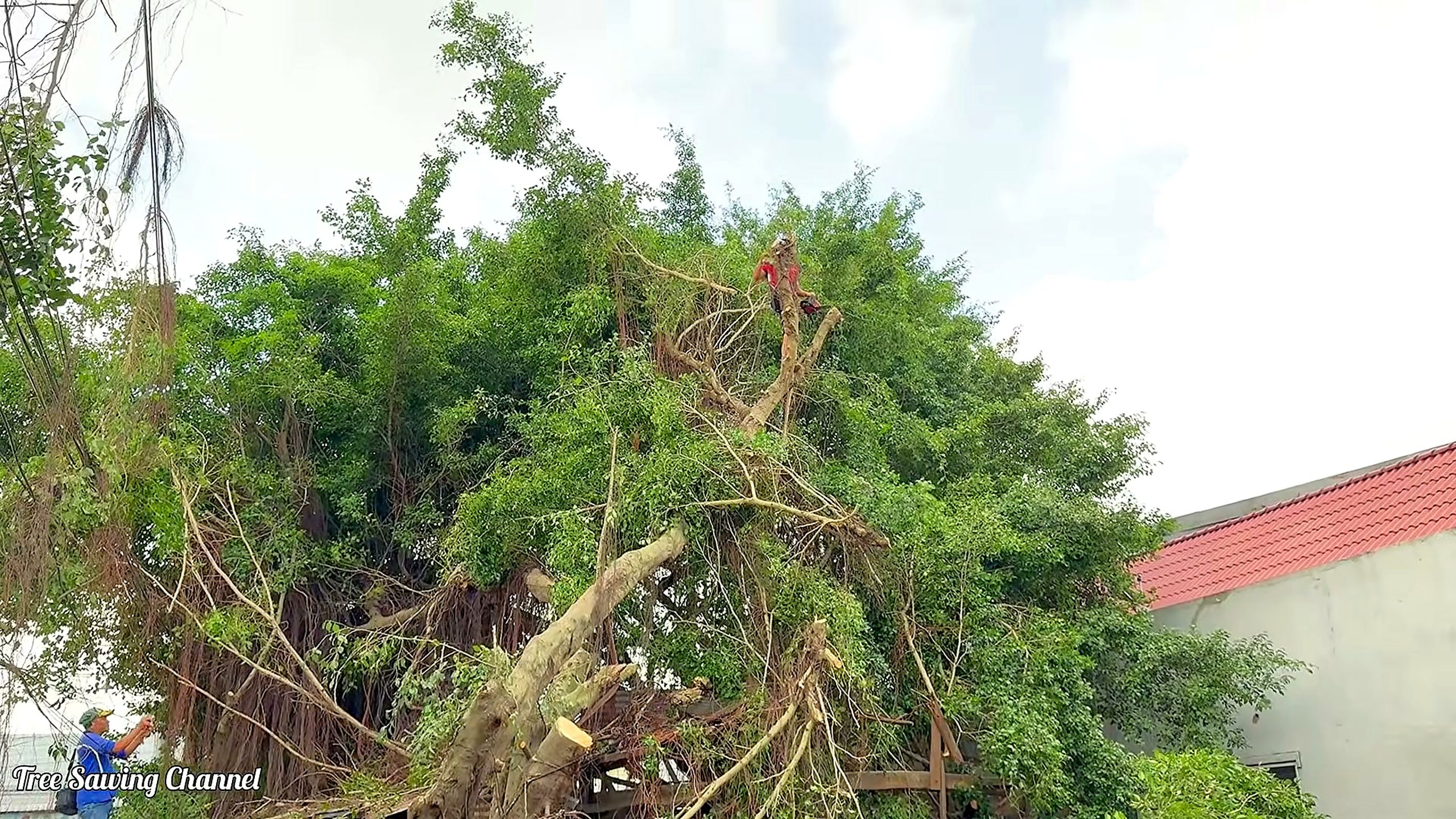 over 100 people flee panic tree - the setup or early workflow visible in the source video