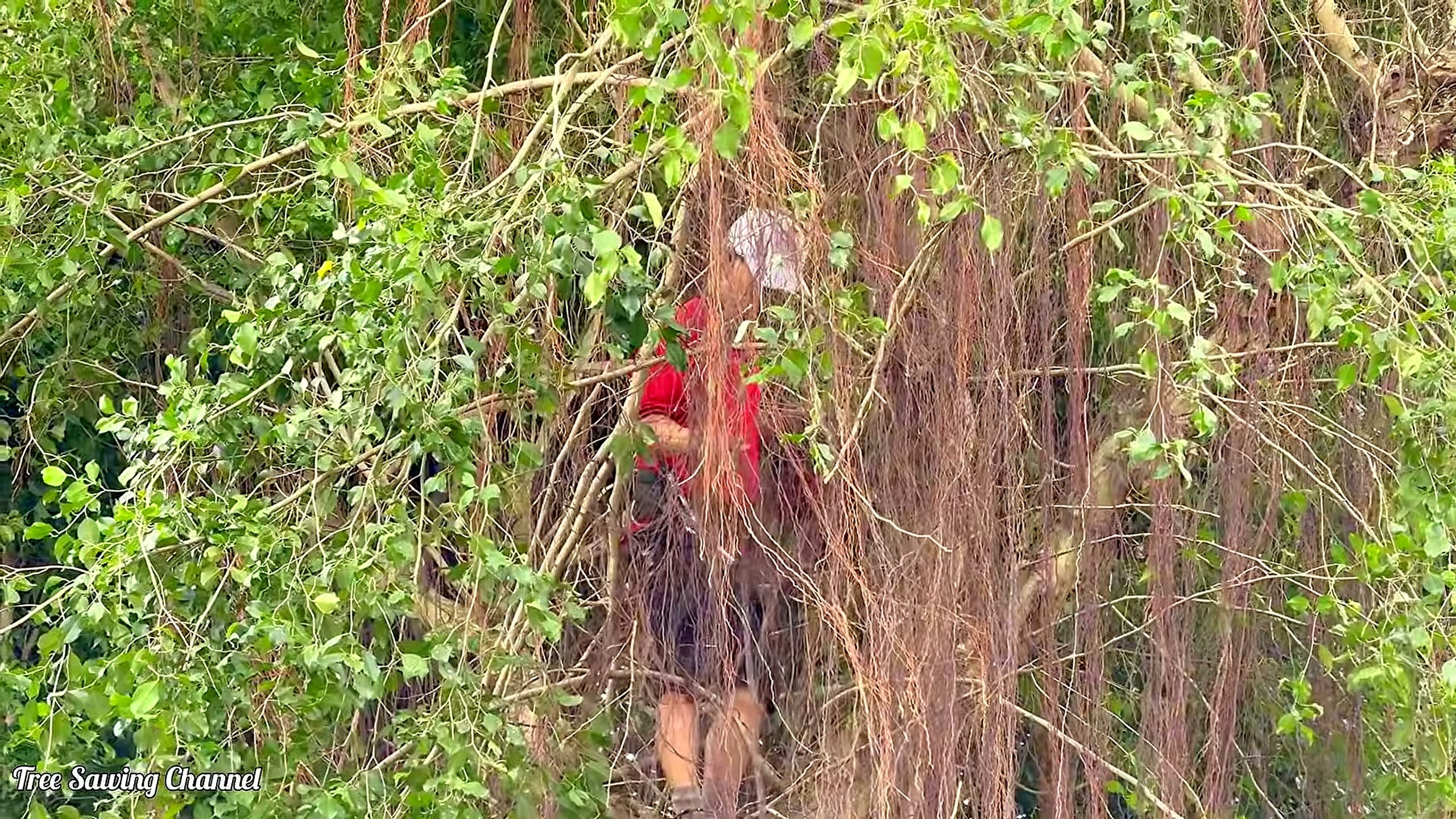over 100 people flee panic tree - the source video context before the main process is judged