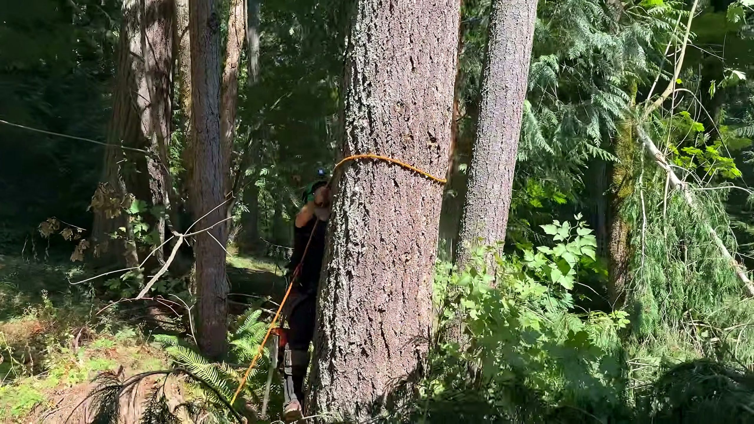 these trees were twice tall thought - a detail-check moment that helps readers inspect the process