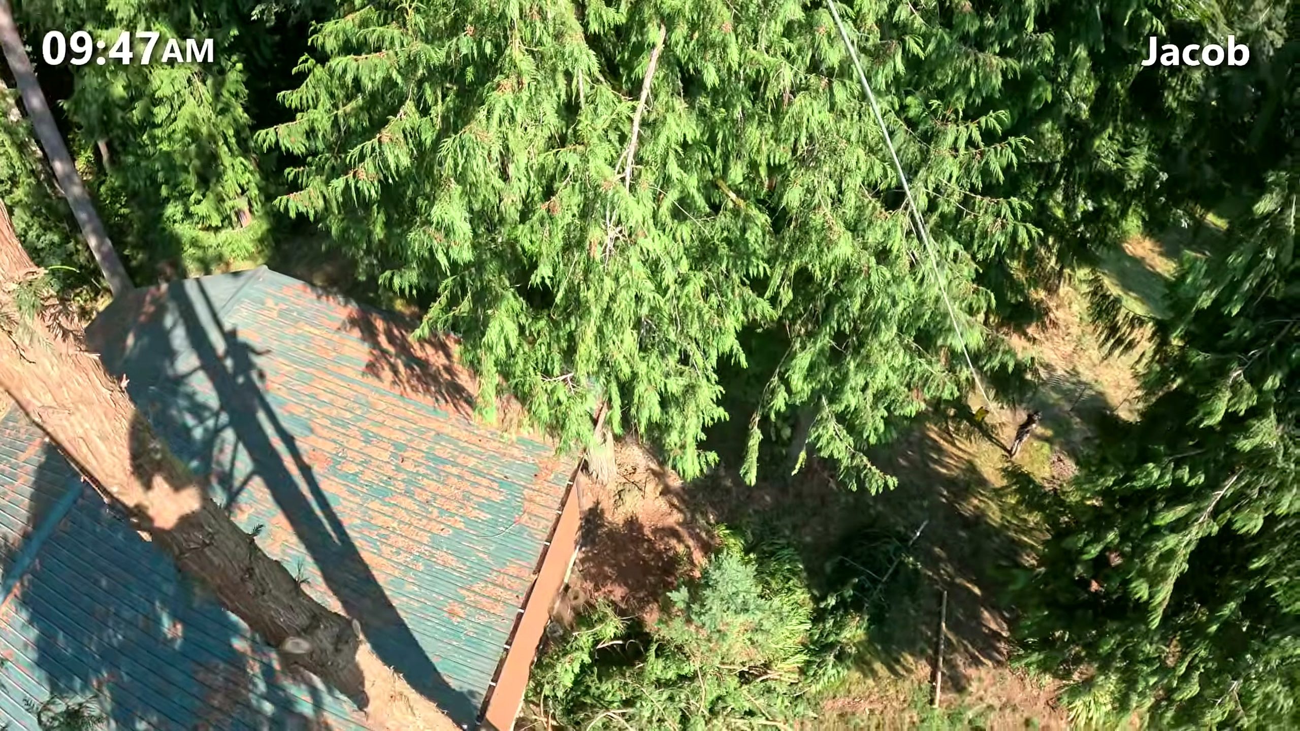 these trees were twice tall thought - the setup or early workflow visible in the source video