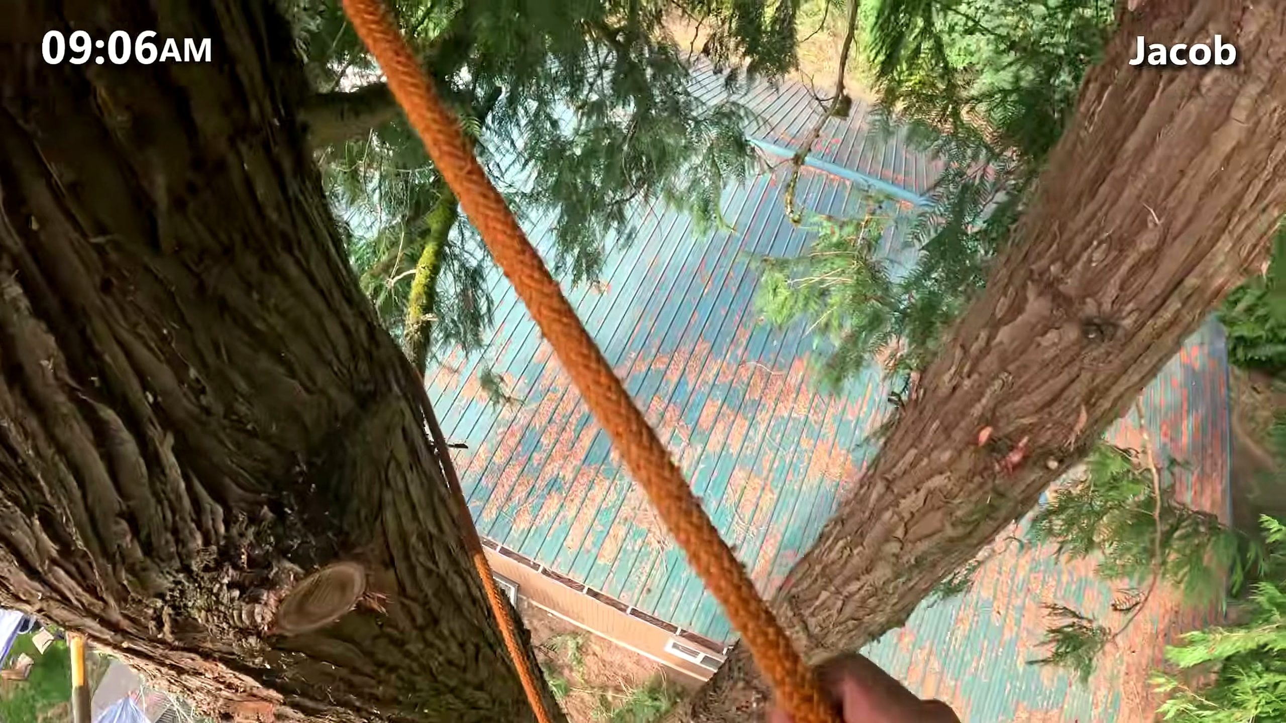 these trees were twice tall thought - the source video context before the main process is judged