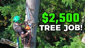 these trees were twice tall thought - YouTube original thumbnail