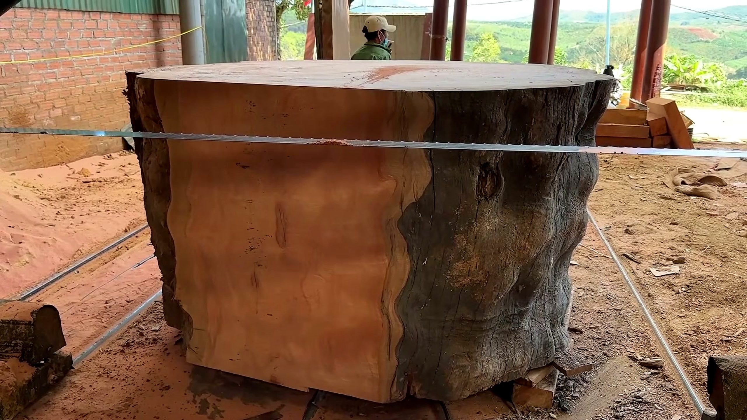 thorn-covered tree - a detail-check moment that helps readers inspect the process