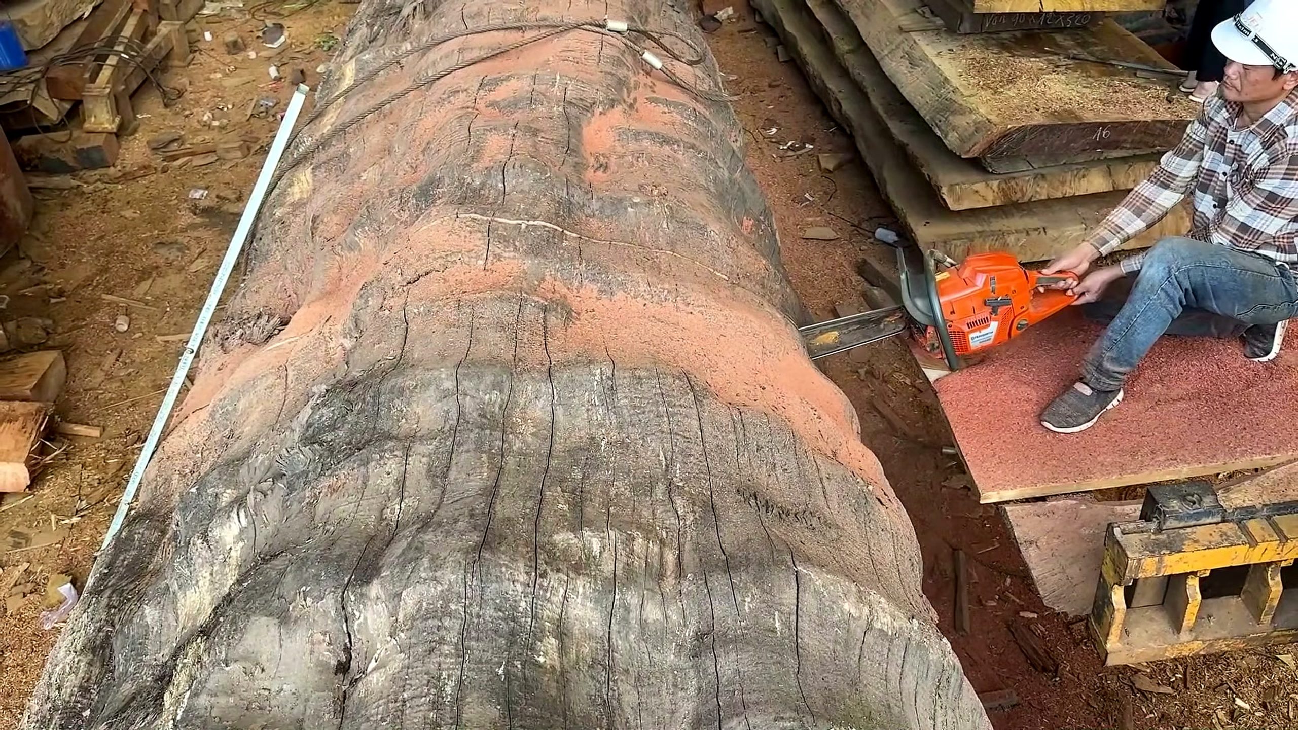 thorn-covered tree - the source video context before the main process is judged