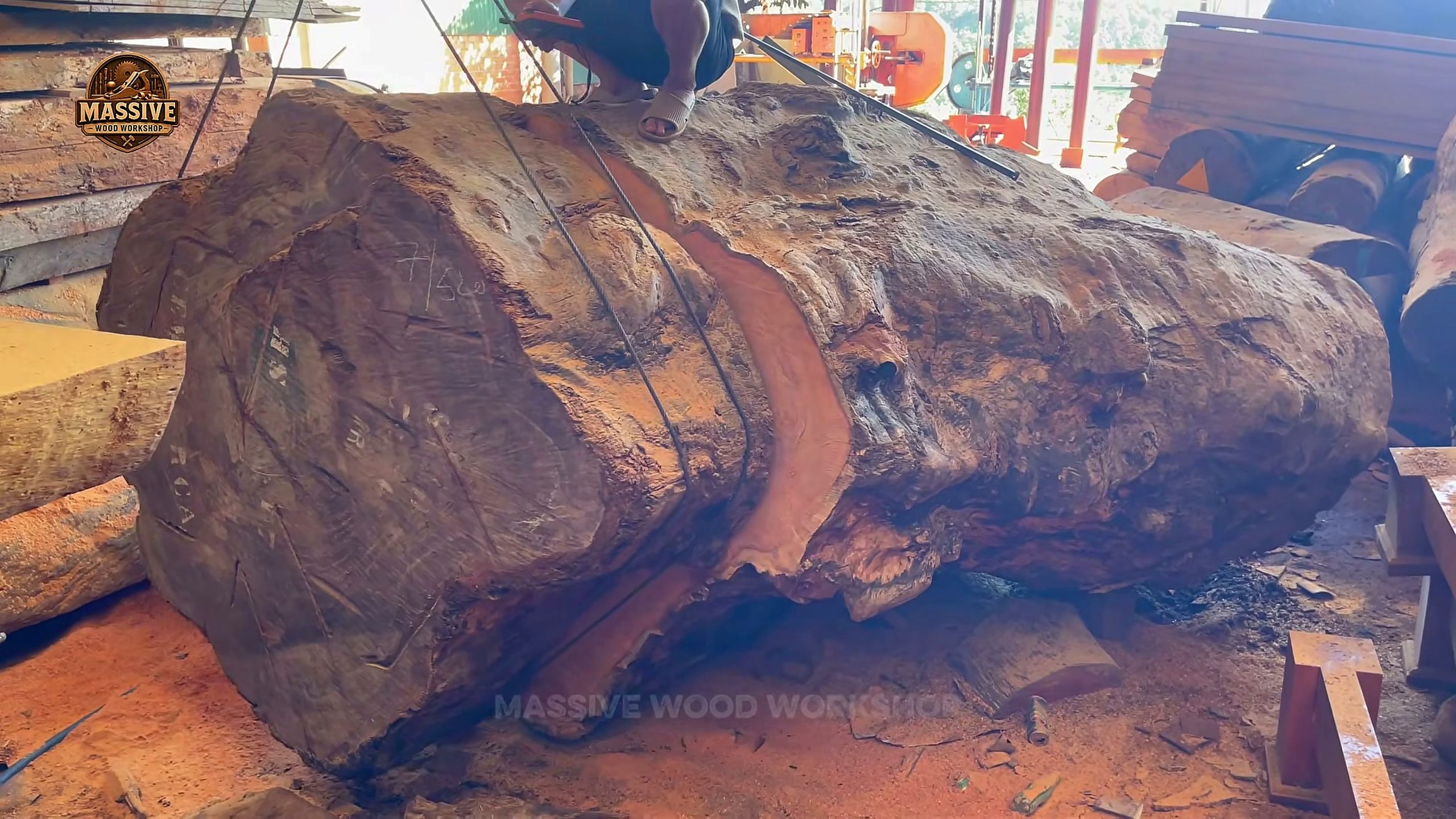 dangerous tree rough trunk resting on supports inside the workshop